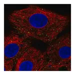 Merck Anti-ANKFY1 antibody produced in rabbit
