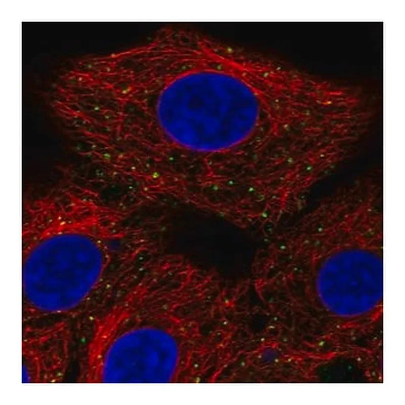 Merck Anti-ANKFY1 antibody produced in rabbit