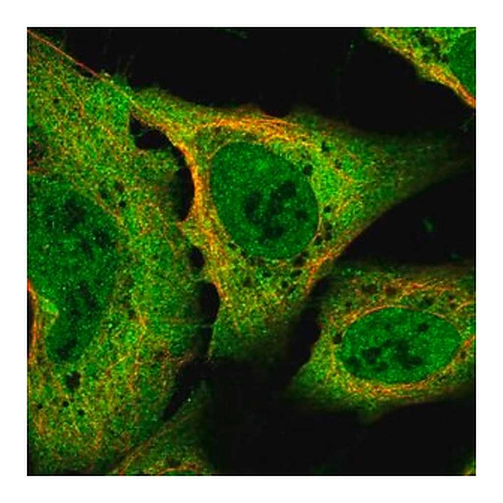 Merck Anti-SLC8A1 antibody produced in rabbit