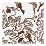 Merck Anti-TRIM56 antibody produced in rabbit