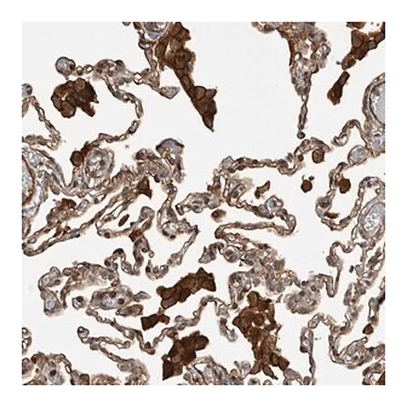 Merck Anti-TRIM56 antibody produced in rabbit