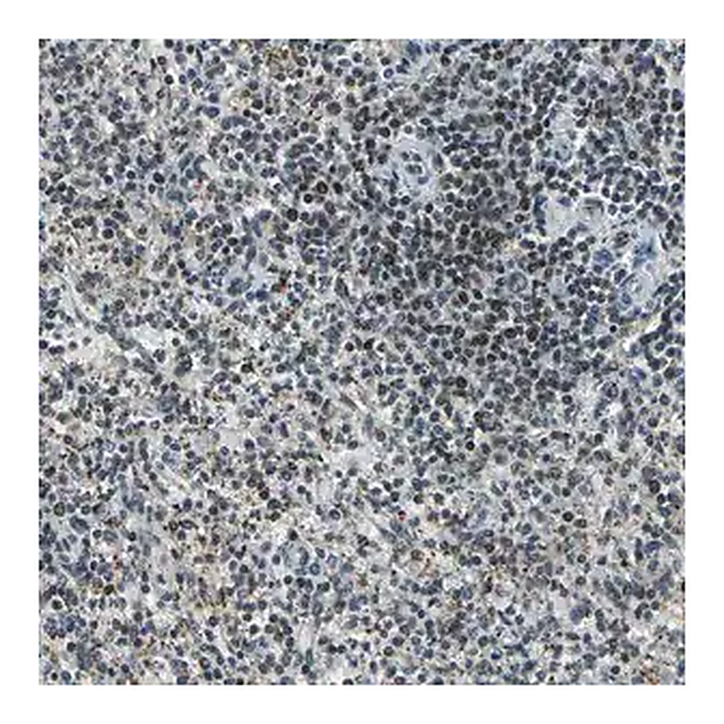 Merck Anti-MIS18BP1 antibody produced in rabbit