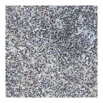 Merck Anti-MIS18BP1 antibody produced in rabbit