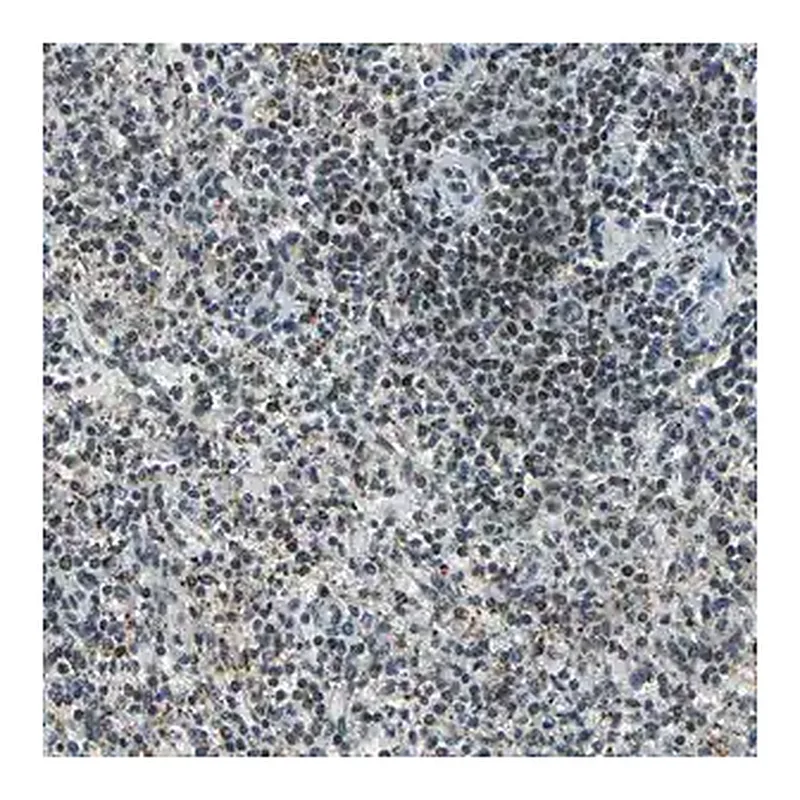 Merck Anti-MIS18BP1 antibody produced in rabbit