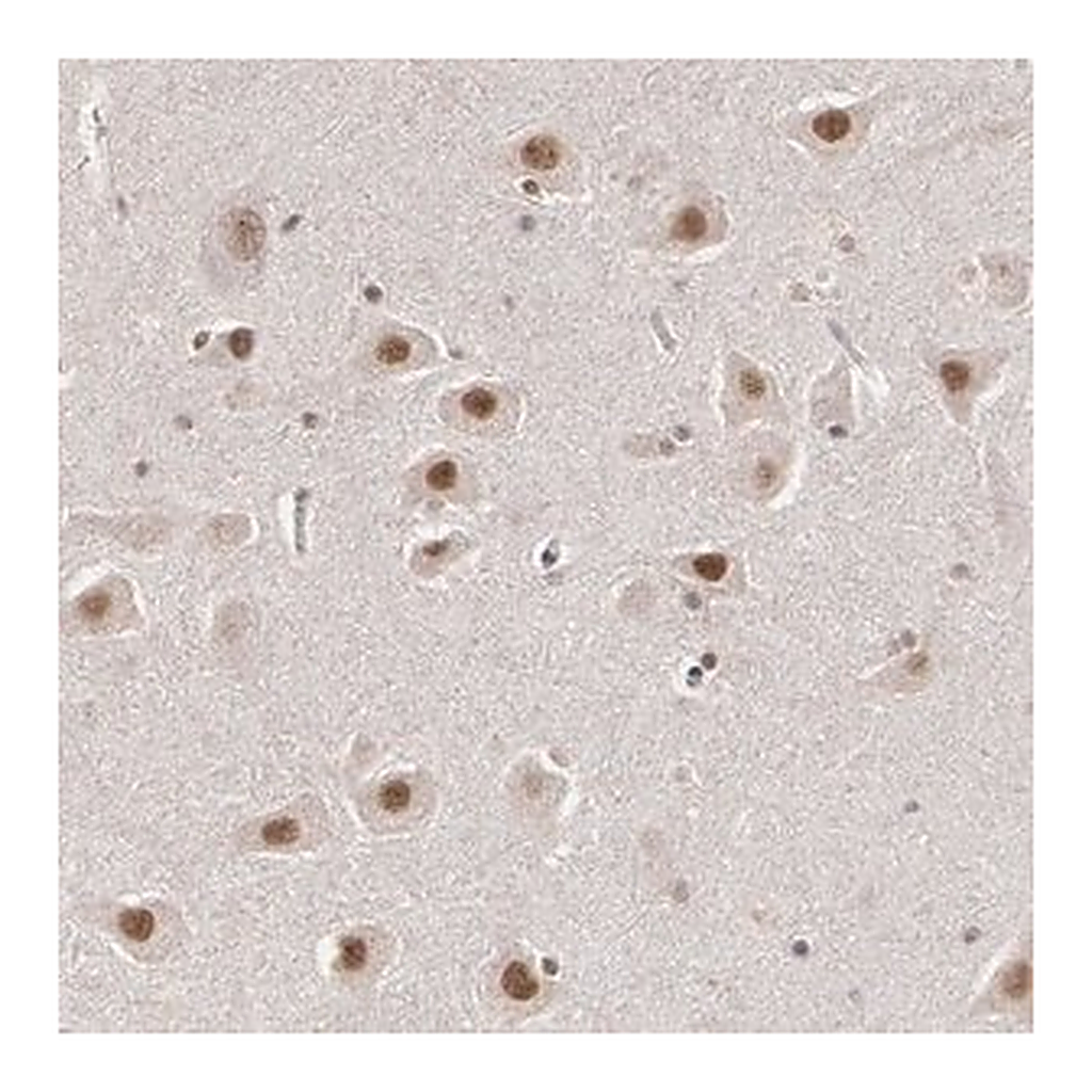 Merck Anti-INTS6 antibody produced in rabbit