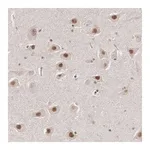 Merck Anti-INTS6 antibody produced in rabbit