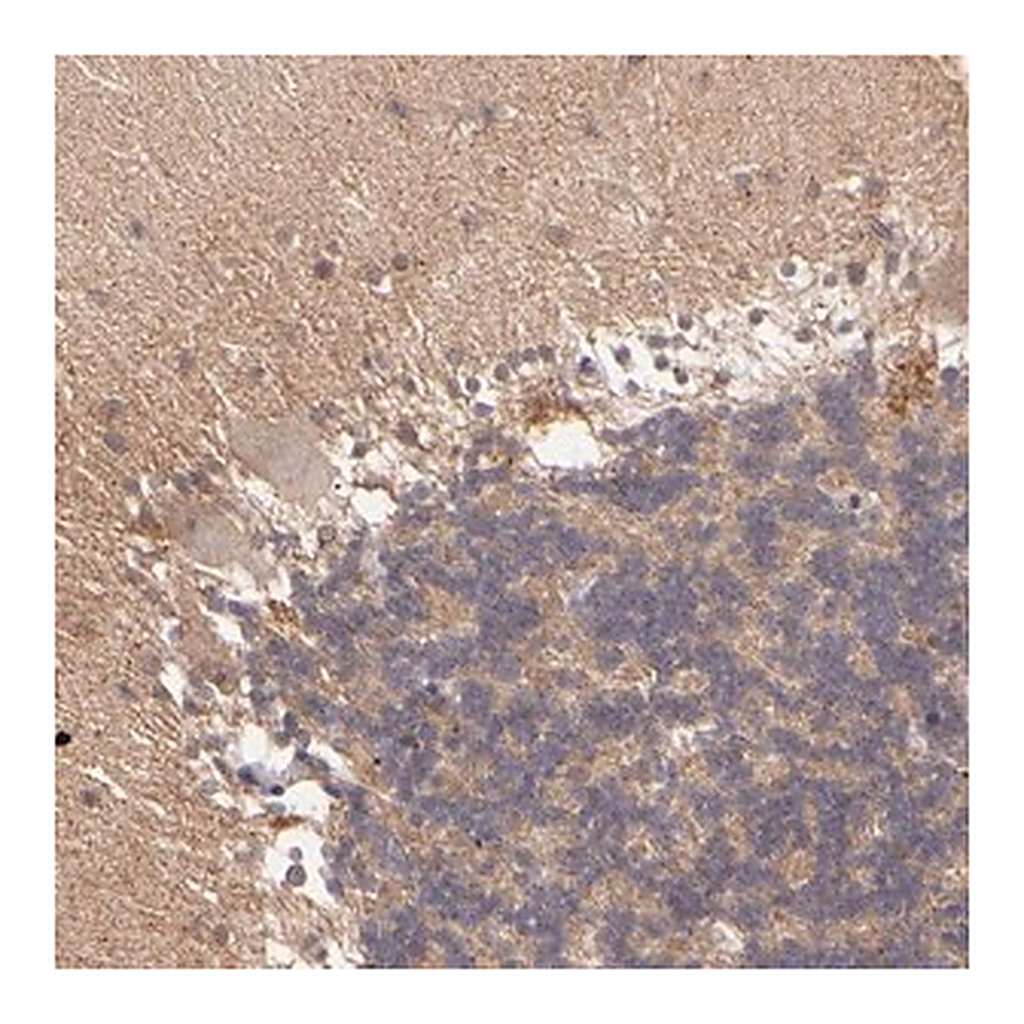 Merck Anti-ZFYVE1 antibody produced in rabbit