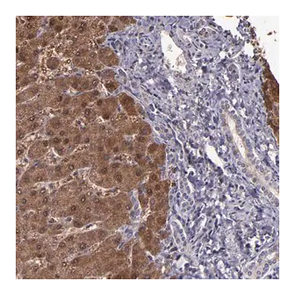 Merck Anti-SERPINF2 antibody produced in rabbit
