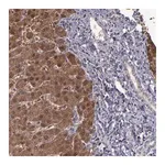 Merck Anti-SERPINF2 antibody produced in rabbit