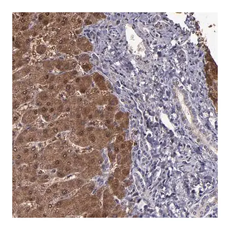 Merck Anti-SERPINF2 antibody produced in rabbit
