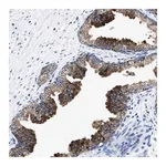 Merck Anti-UBR4 antibody produced in rabbit
