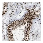 Merck Anti-RBL2 antibody produced in rabbit