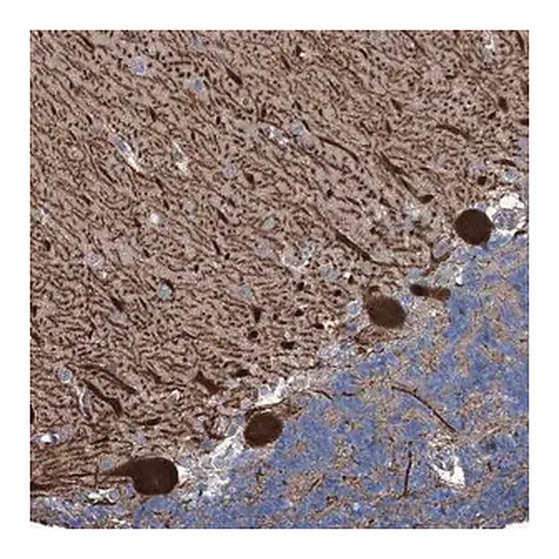 Merck Anti-KIF13A antibody produced in rabbit