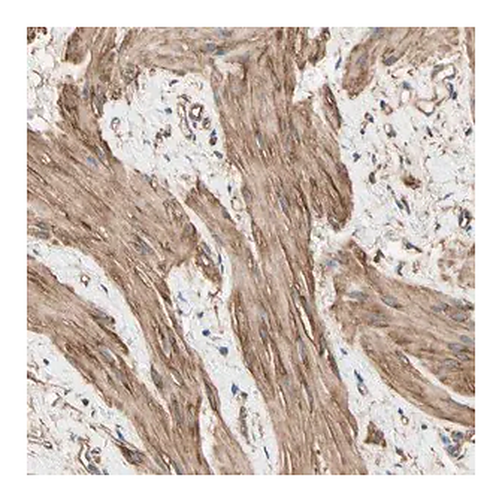 Merck Anti-DPYSL3 antibody produced in rabbit