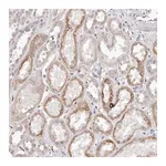 Merck Anti-ZYG11B antibody produced in rabbit
