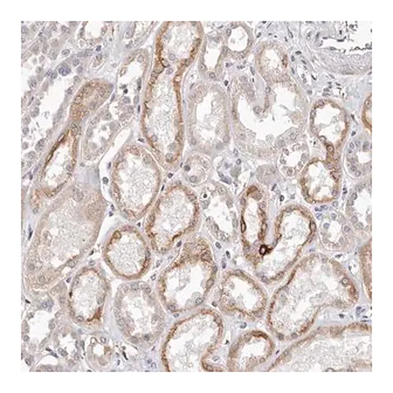Merck Anti-ZYG11B antibody produced in rabbit