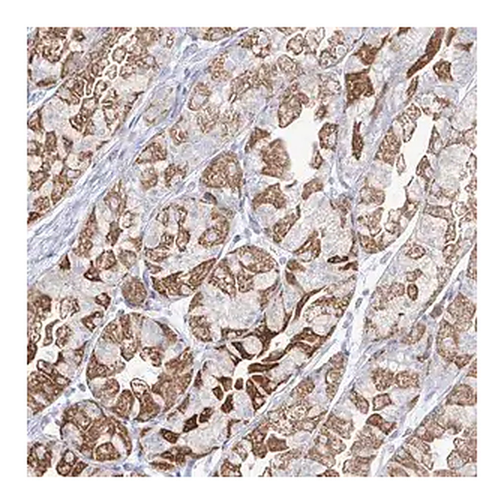 Merck Anti-RCHY1 antibody produced in rabbit