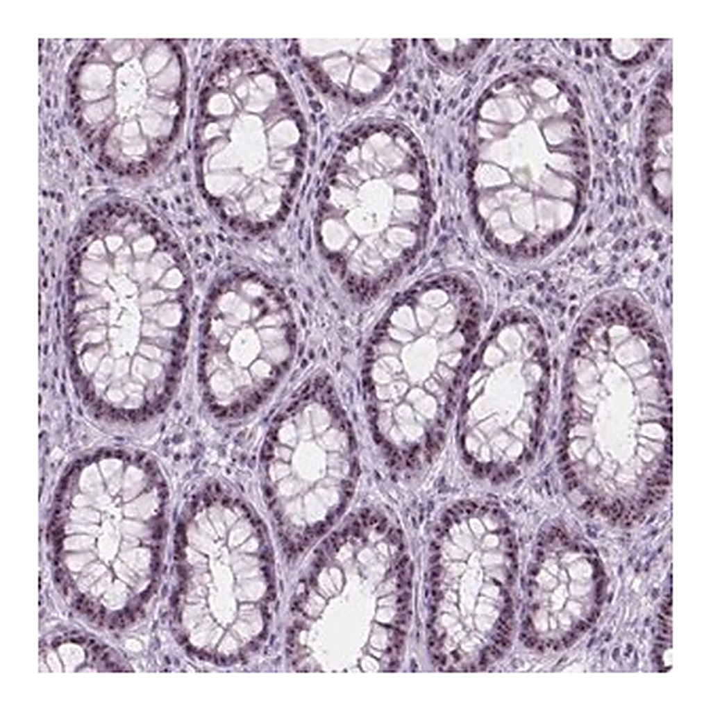 Merck Anti-NOL7 antibody produced in rabbit