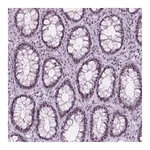 Merck Anti-NOL7 antibody produced in rabbit