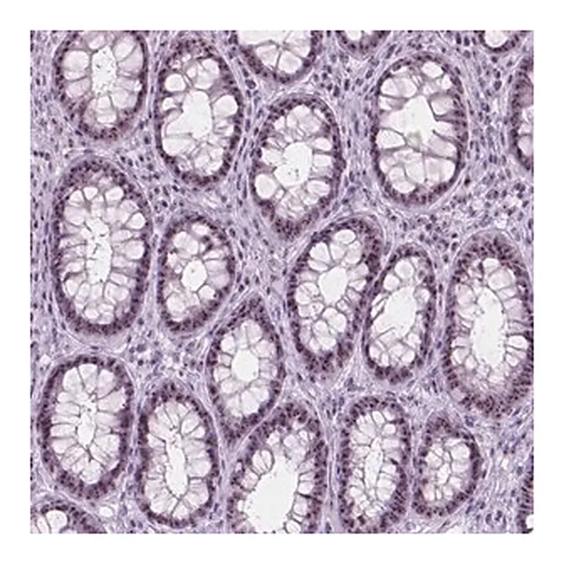 Merck Anti-NOL7 antibody produced in rabbit