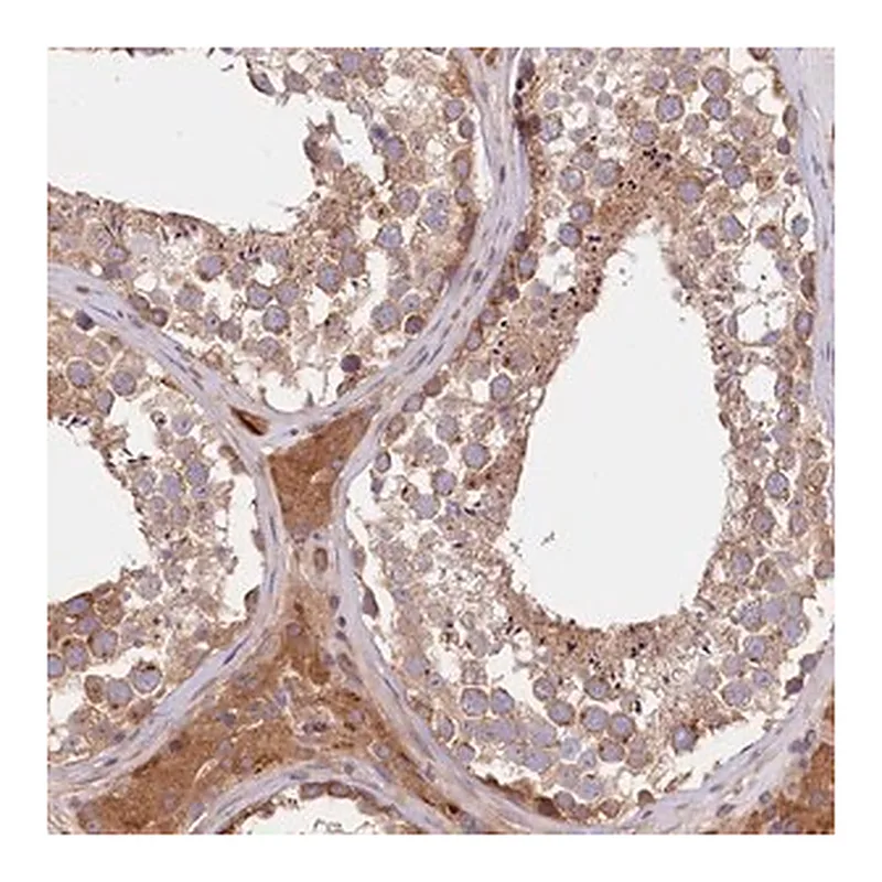 Merck Anti-CEP295 antibody produced in rabbit