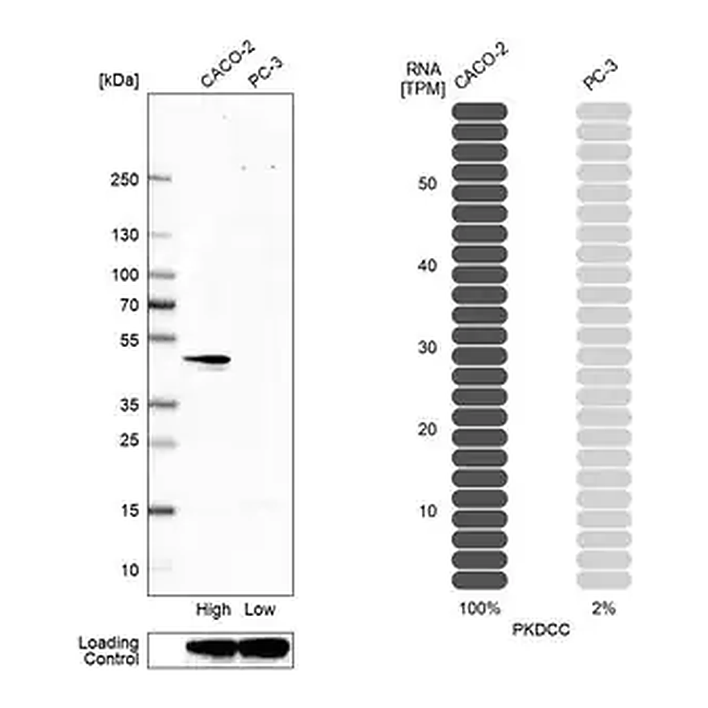 Merck Anti-PKDCC antibody produced in rabbit