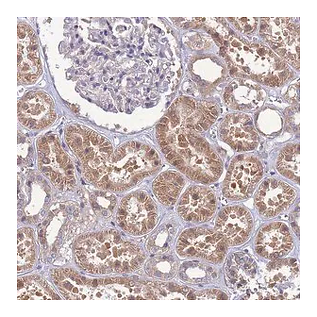 Merck Anti-EIF4EBP3 antibody produced in rabbit