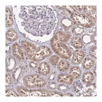 Merck Anti-EIF4EBP3 antibody produced in rabbit