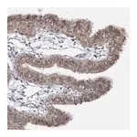 Merck Anti-STOX1 antibody produced in rabbit