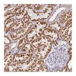 Merck Anti-CNIH4 antibody produced in rabbit