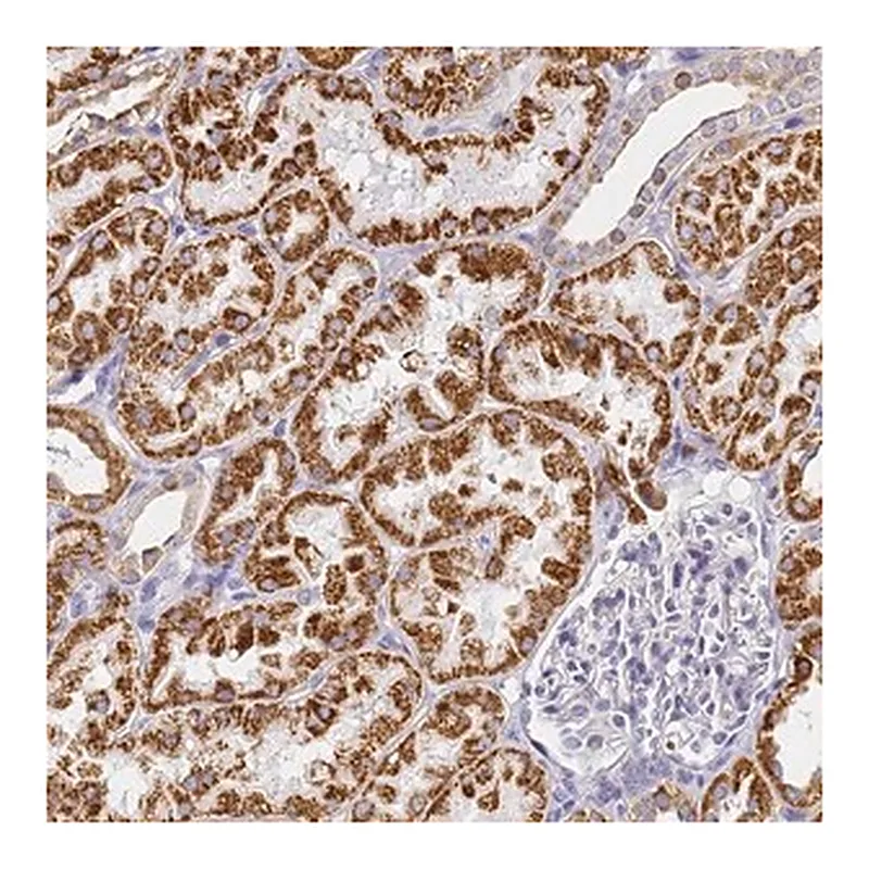Merck Anti-CNIH4 antibody produced in rabbit