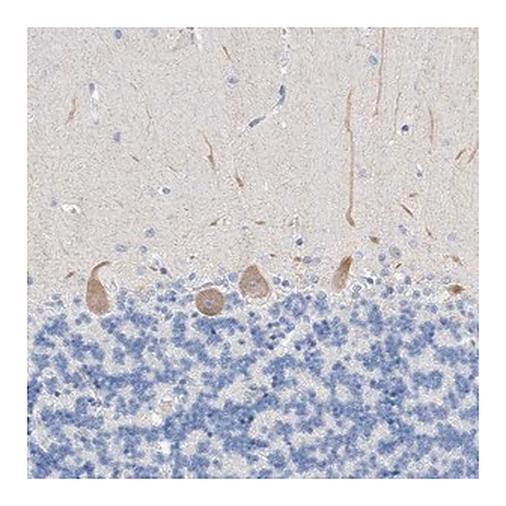 Merck Anti-BPTF antibody produced in rabbit