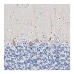 Merck Anti-BPTF antibody produced in rabbit