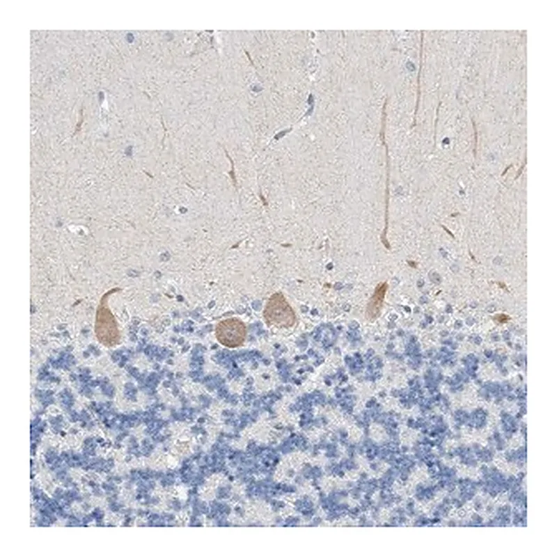Merck Anti-BPTF antibody produced in rabbit