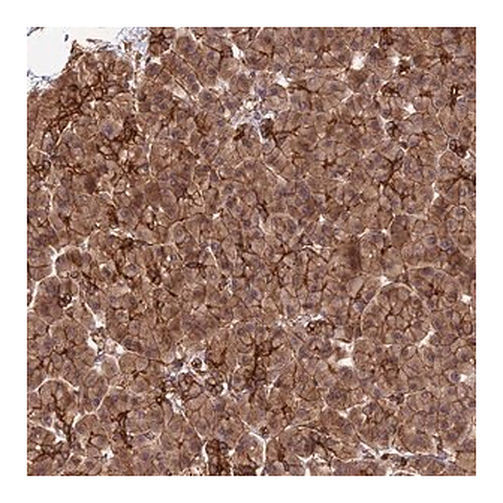Merck Anti-HOMER2 antibody produced in rabbit