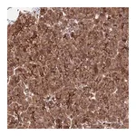 Merck Anti-HOMER2 antibody produced in rabbit