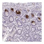 Merck Anti-SIDT2 antibody produced in rabbit