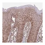 Merck Anti-ZNF219 antibody produced in rabbit