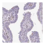 Merck Anti-CC2D2A antibody produced in rabbit