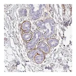 Merck Anti-DEFB124 antibody produced in rabbit