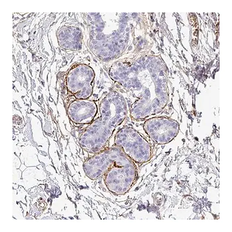 Merck Anti-DEFB124 antibody produced in rabbit