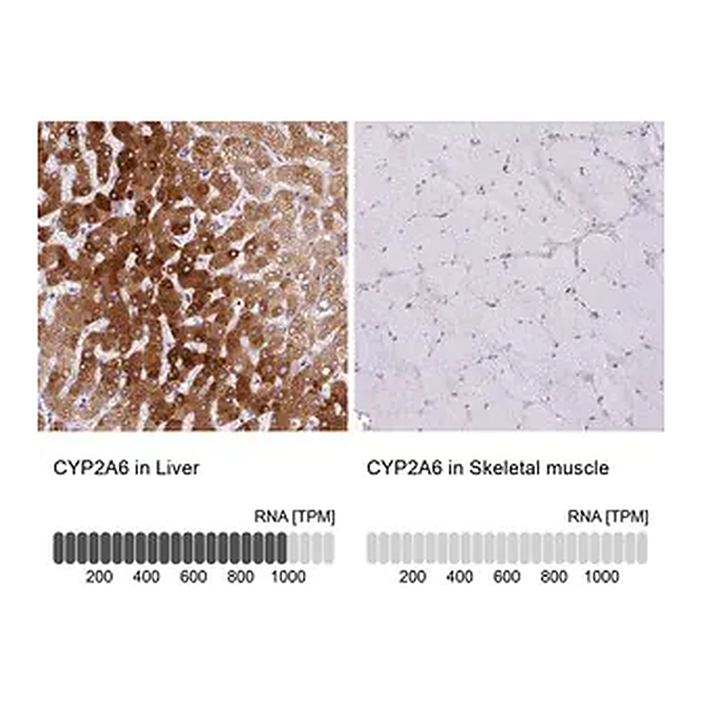 Merck Anti-CYP2A6 antibody produced in rabbit