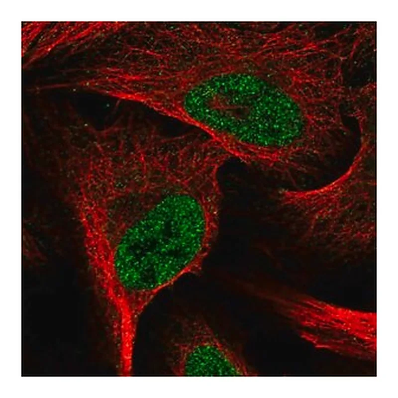 Merck Anti-E2F6 antibody produced in rabbit