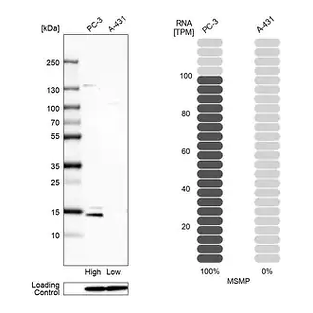 Merck Anti-MSMP antibody produced in rabbit