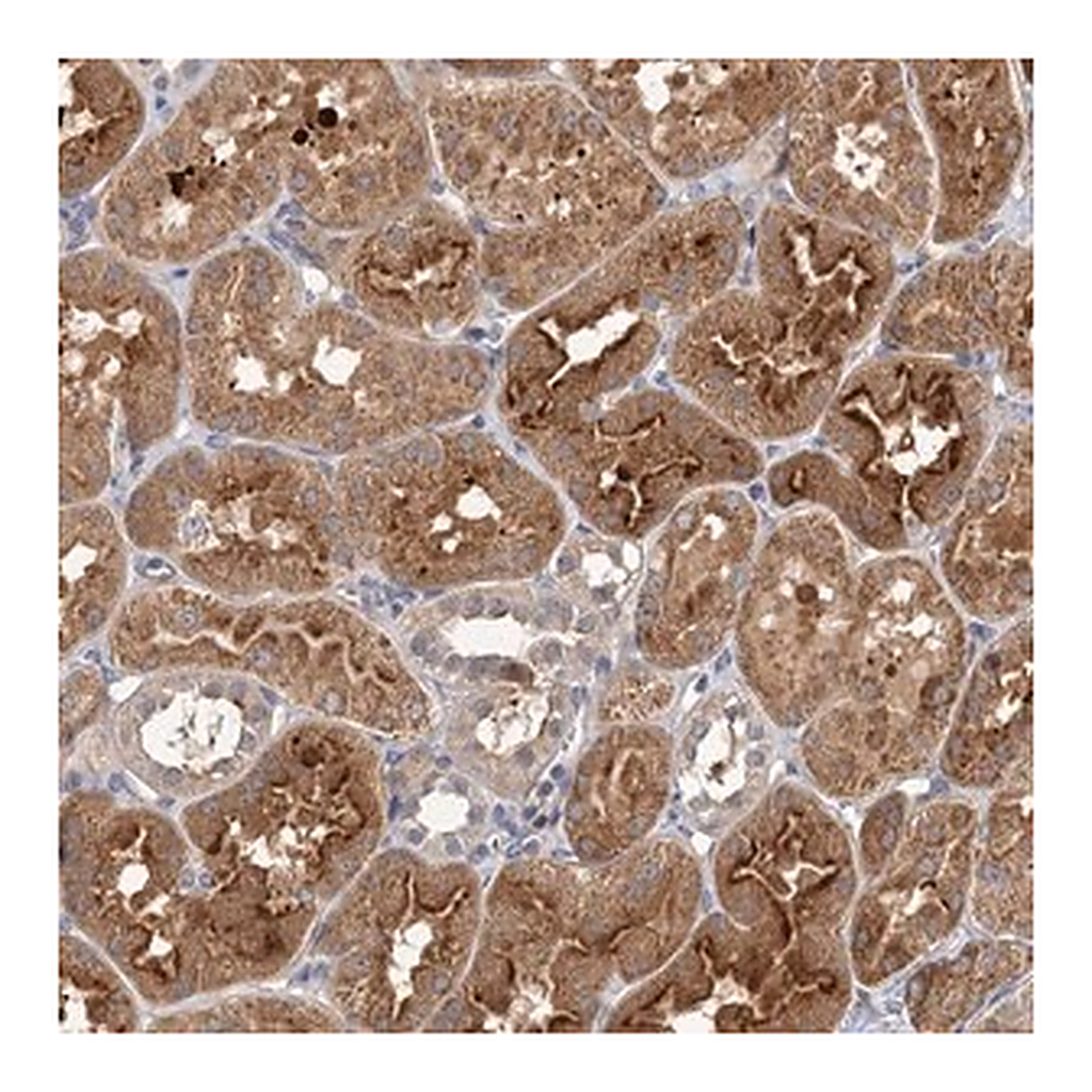 Merck Anti-FBXW8 antibody produced in rabbit