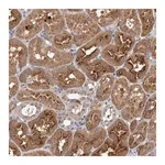Merck Anti-FBXW8 antibody produced in rabbit