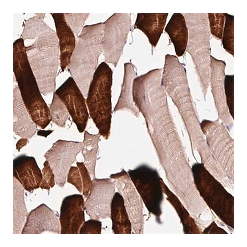 Merck Anti-TPM3 antibody produced in rabbit