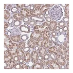 Merck Anti-IFIT1 antibody produced in rabbit