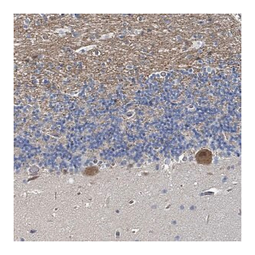 Merck Anti-MDGA1 antibody produced in rabbit