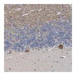 Merck Anti-MDGA1 antibody produced in rabbit
